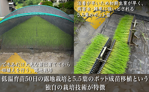 縲蝉サ、蜥7蟷エ蠎ヲ逕」邀ウ縲大ーセ隹キ霎イ蝨 閾ェ辟カ譬ス蝓ケ邀ウ繧ウ繧キ繝偵き繝ェ 邊セ邀ウ5kg 窶サ蛹玲オキ驕薙サ豐也ク繝サ髮「蟲カ縺ク縺ョ驟埼∽ク榊庄