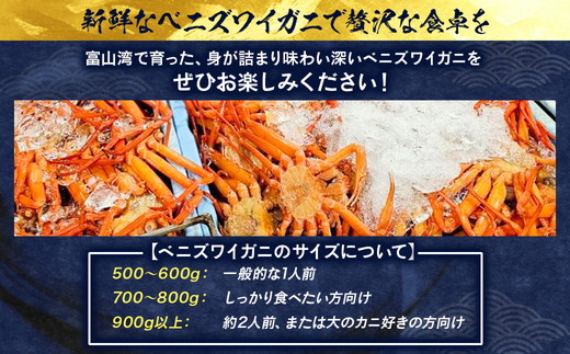 【冷蔵・ボイル済】魚卸問屋のベニズワイガニ 900g級以上×2杯｜はりたや 魚貝類 魚介類 海鮮 ずわい蟹 ずわいガニ 紅ズワイガニ 大きい セット 濃厚かにみそ 蟹しゃぶ 蟹飯 カニ鍋 人気 豪華 お取り寄せ 北陸 富山県 富山湾 魚津市 送料無料 ※2025年9月下旬～2026年5月下旬頃に順次発送予定 ※北海道・沖縄・離島への配送不可
