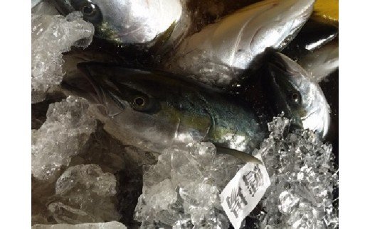 氷見産ぶり切り身 （汐ぶり・西京漬け・たまり醤油漬け） ３種１８切れ ＆ ぶり生ハム
