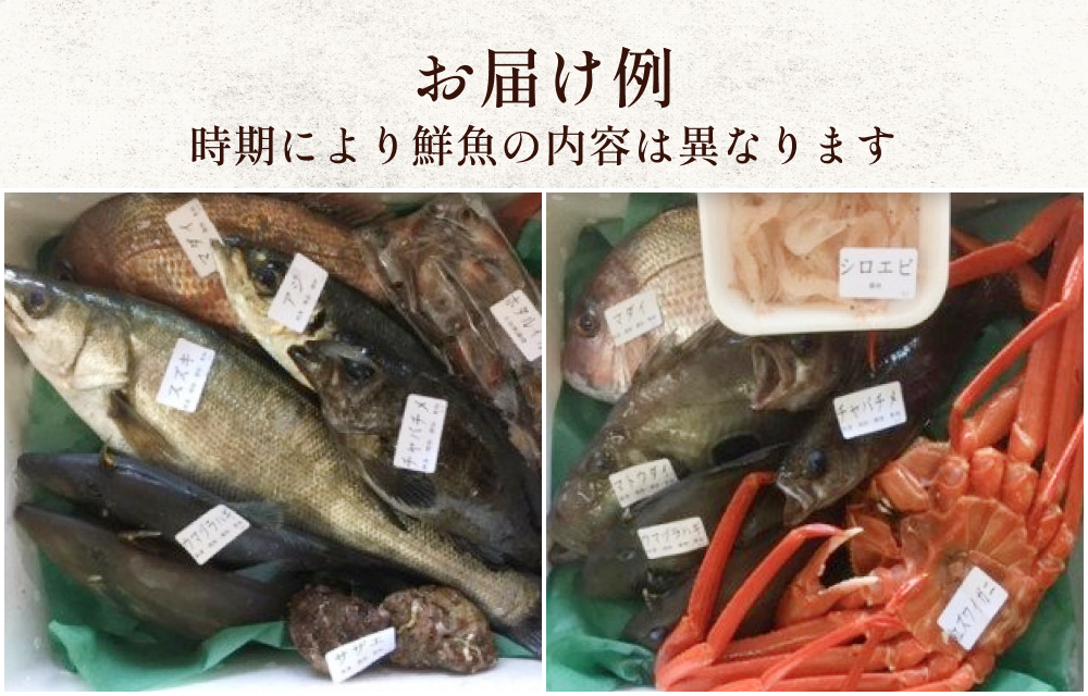 【配送地域限定】天然のいけす 富山湾 氷見漁港直送！ 旬の鮮魚セット 定期便3ヶ月連続お届け