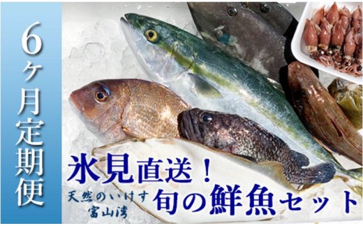 【配送地域限定】天然のいけす 富山湾 氷見漁港直送！ 旬の鮮魚セット 定期便6ヶ月連続お届け