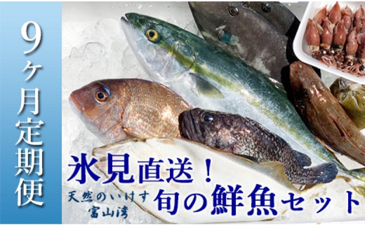 【配送地域限定】天然のいけす 富山湾 氷見漁港 旬の鮮魚セット定期便9ヶ月連続