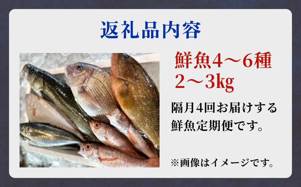 【隔月4回定期便】氷見港朝獲れ高級魚！丸っと贅沢直送便！　船上氷上締め　神経〆処理 富山 氷見 直送 詰め合わせ 定期便 鮮魚ボックス