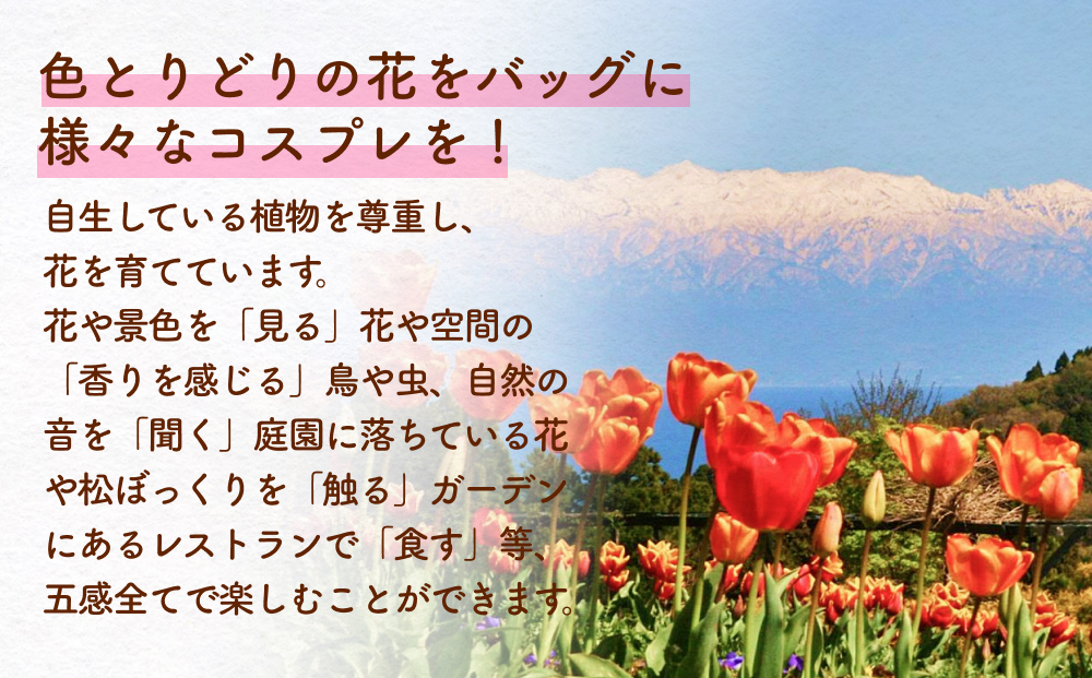 あいやまガーデン入場券+コスプレ控室つき（大人4枚） 富山県 氷見市 入場券 ペア 花 ガーデン コス 体験