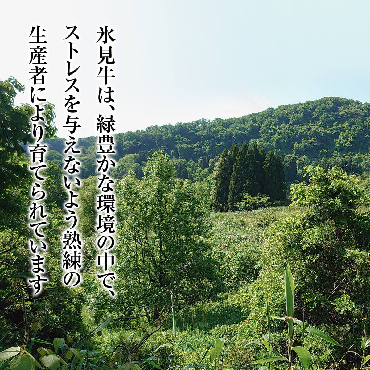 A4繝ゥ繝ウ繧ッ莉・荳奇シ∵ーキ隕狗央縺ョ繧ゅb繧剃スソ縺」縺溘し繧、繧ウ繝ュ繧ケ繝繝シ繧ュ940g