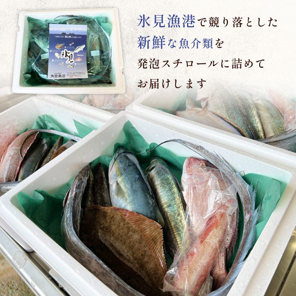 【配送地域限定】天然のいけす 富山湾 氷見漁港直送！ 旬の鮮魚セット 定期便3ヶ月連続お届け