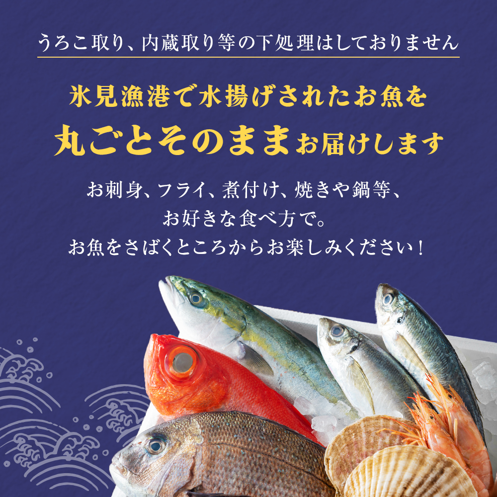 【配送地域限定】天然のいけす 富山湾 氷見漁港直送！ 旬の鮮魚セット 定期便3ヶ月連続お届け