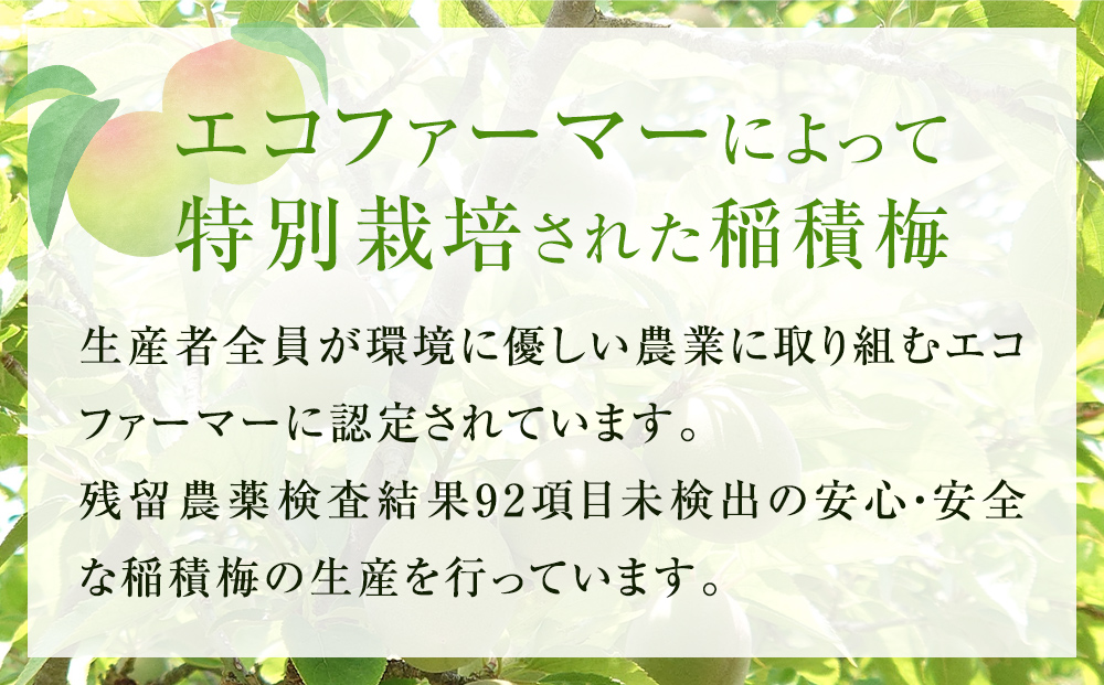 氷見稲積梅酒原酒（2本セット）｜富山 氷見 エコファーマー 梅 国産 GI認証 GI登録 固定種 稲積梅 蔵元 梅酒 無添加 昔ながら 梅酒 お酒 アルコール 家飲み 瓶