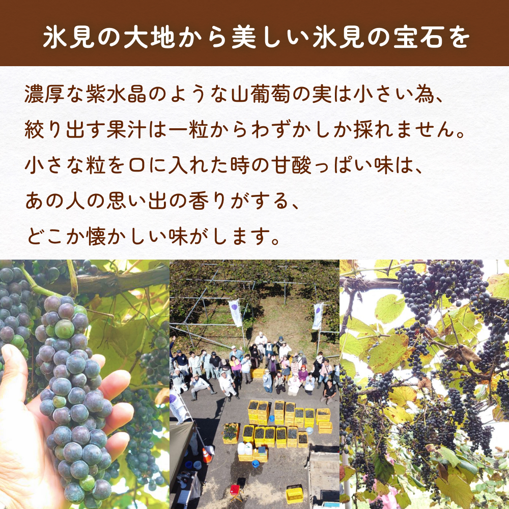 氷見山葡萄60%果汁飲料 550ml×２ ＜2025年11月以降順次発送＞ 富山県 氷見市 やまぶどう フルーツ 果物