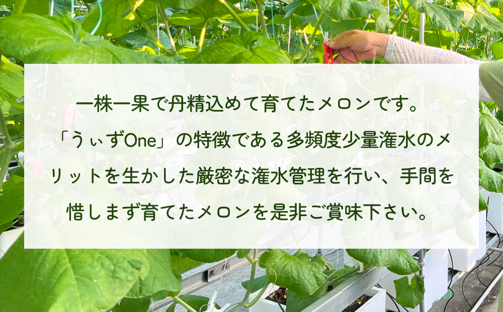 〈先行予約〉 アールスメロン 2個セット 計3.5kg以上（青肉１個、赤肉１個） ＜2026年6月下旬以降発送＞ 【贈答用】【秀品】