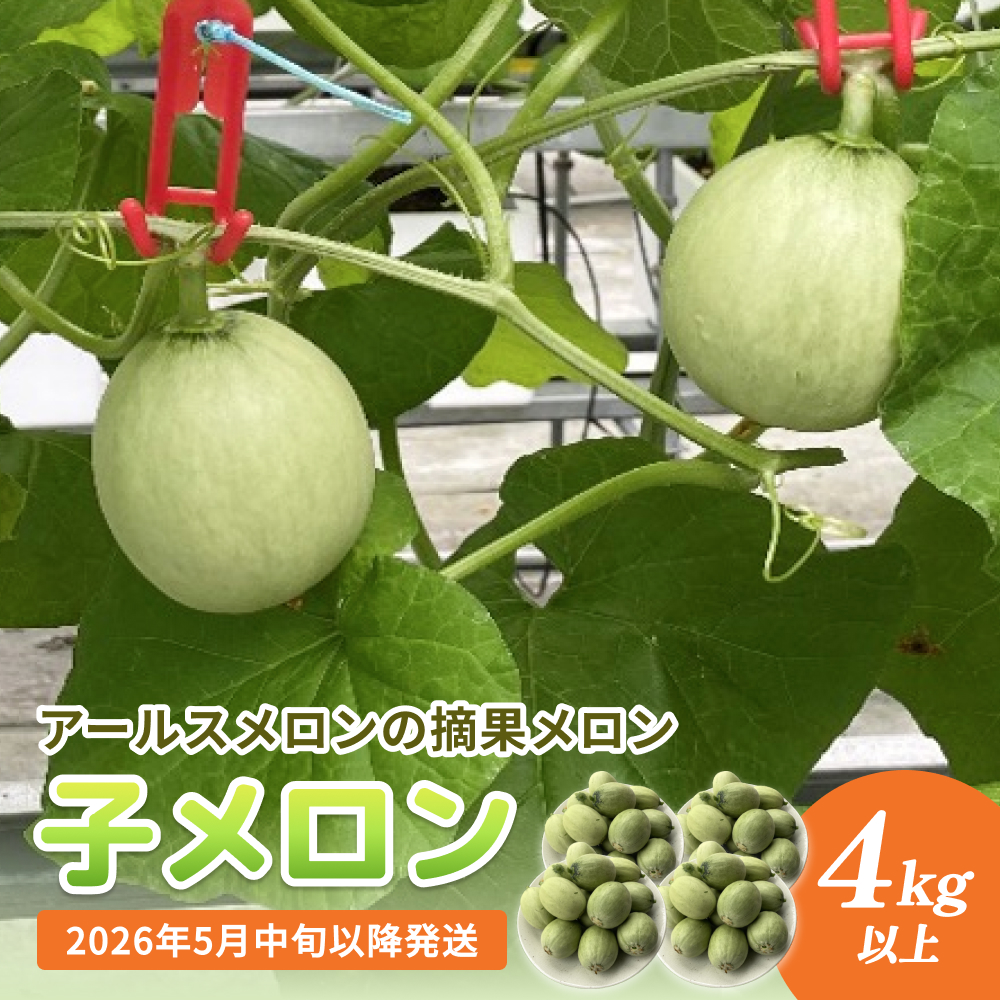 〈先行予約〉 子メロン （アールスメロンの摘果メロン） 4kg以上 ＜2026年5月中旬以降発送＞【お漬物に】【お料理に】 