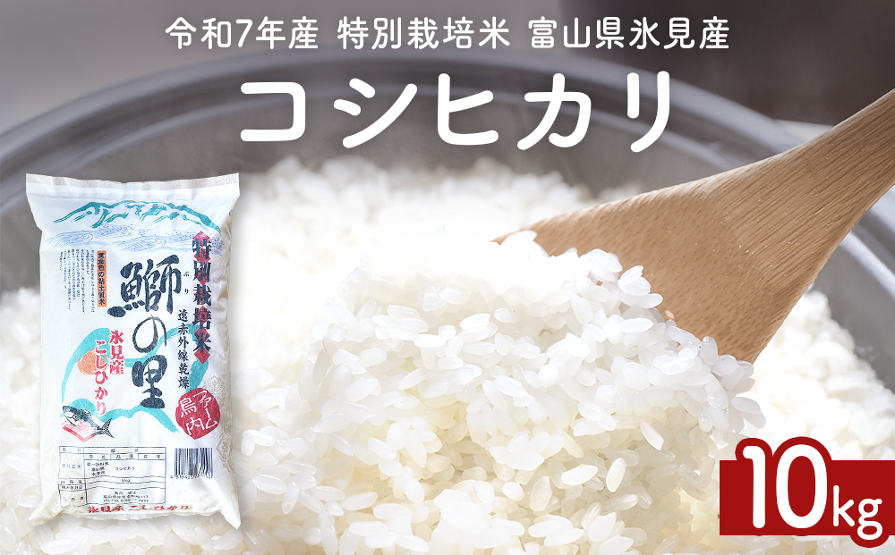 令和7年産 特別栽培米 富山県産コシヒカリ 10kg 鰤の里 白米 精米 こしひかり 富山県 氷見市