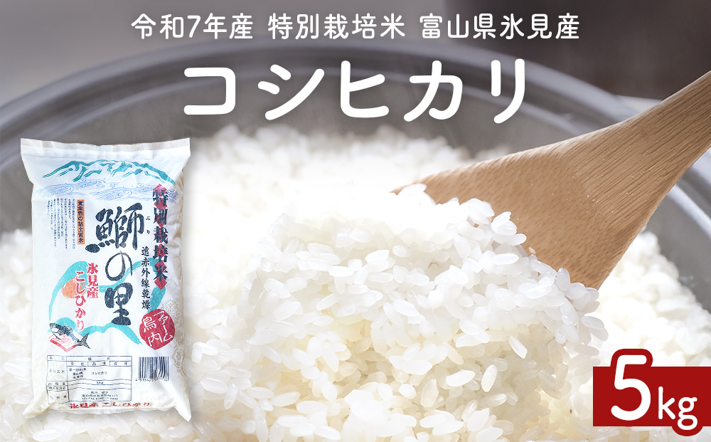 令和7年産 特別栽培米 富山県産コシヒカリ 5kg 鰤の里 白米 精米 こしひかり 富山県 氷見市