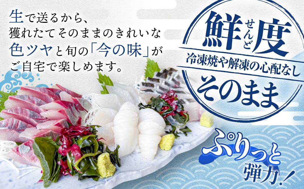 【冷蔵】刺身詰め合わせ（柵） 2-3人前（3種類） | 釣屋魚問屋直営 ひみ岸壁市場