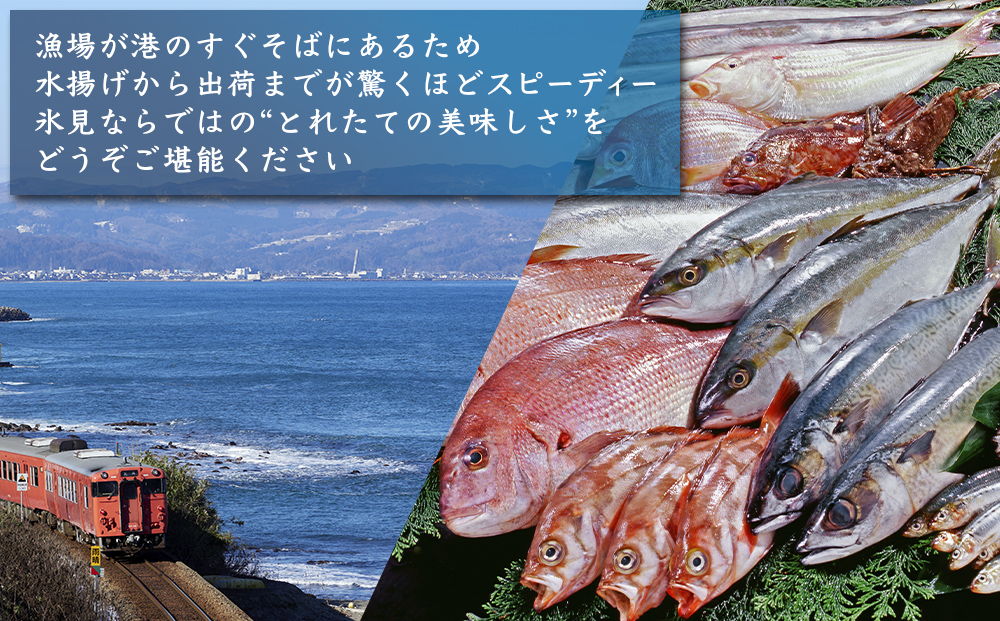 【冷蔵】刺身詰め合わせ（柵） 2-3人前（3種類） | 釣屋魚問屋直営 ひみ岸壁市場