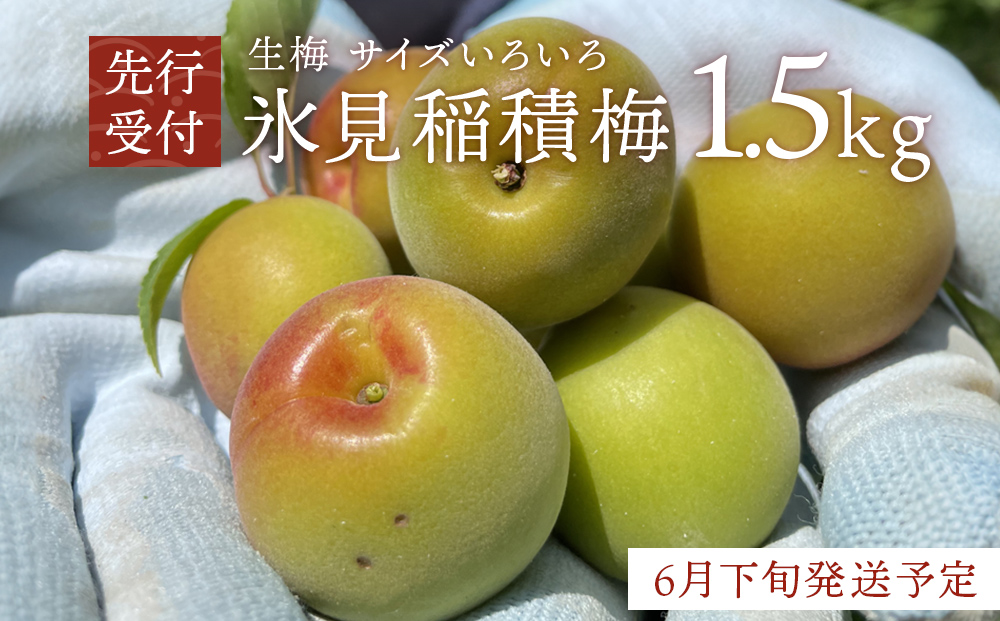 【先行受付】氷見稲積梅 生梅 梅MIX サイズいろいろ ＜2026年6月下旬発送予定＞ 富山県 氷見市 梅  青梅 うめ 手作り 梅干し 梅干 梅シロップ 梅酒づくり 梅仕事