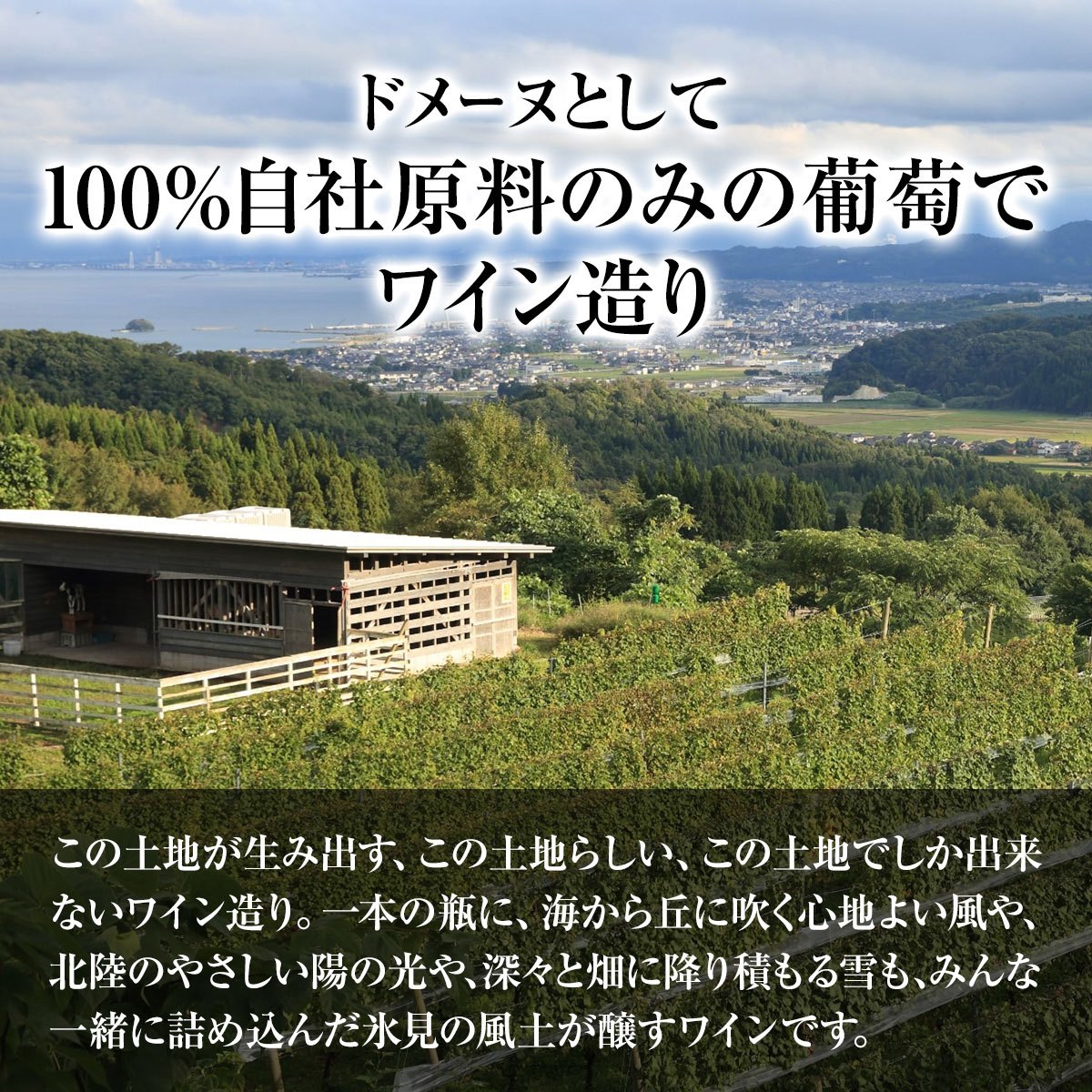SAYSFARM ROSE2024 ワイン ロゼ 国産 葡萄酒 地ワイン 富山県 氷見市