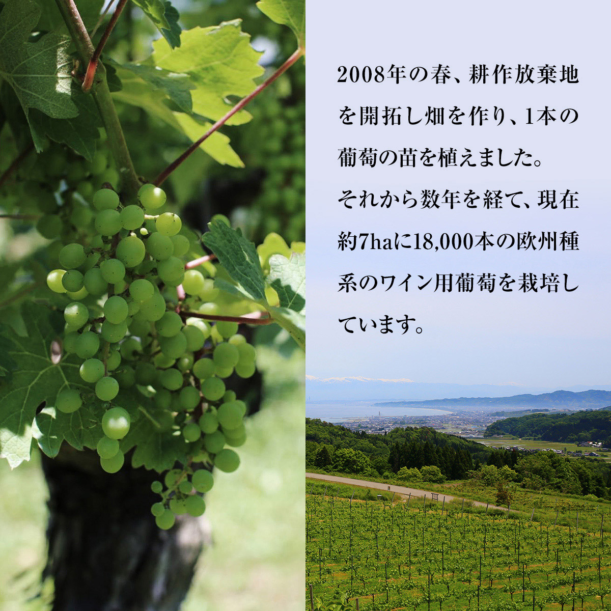 SAYSFARM ROSE2024 ワイン ロゼ 国産 葡萄酒 地ワイン 富山県 氷見市