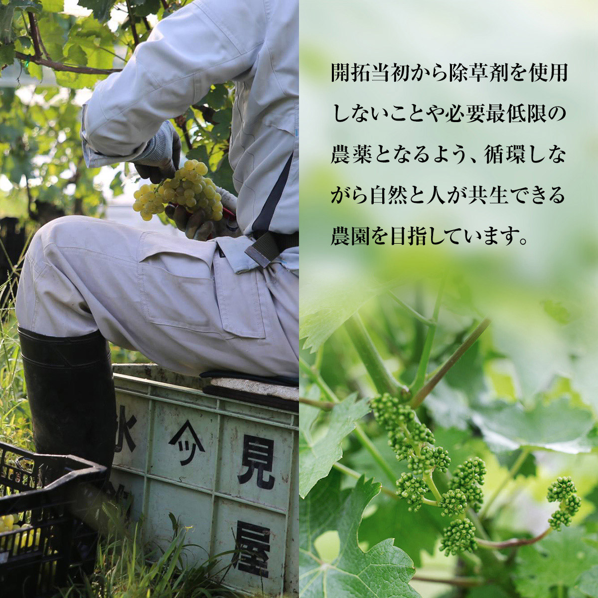 SAYSFARM ROSE2024 ワイン ロゼ 国産 葡萄酒 地ワイン 富山県 氷見市
