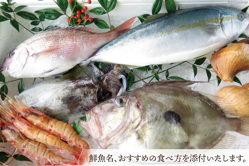 魚 富山湾直送 とれたて鮮魚セット 約2.5～3.5kg 旬 新鮮 鮮魚 詰め合わせ 産地直送 冷蔵/くろべ漁業協同組合 魚の駅「生地」/富山県 黒部市