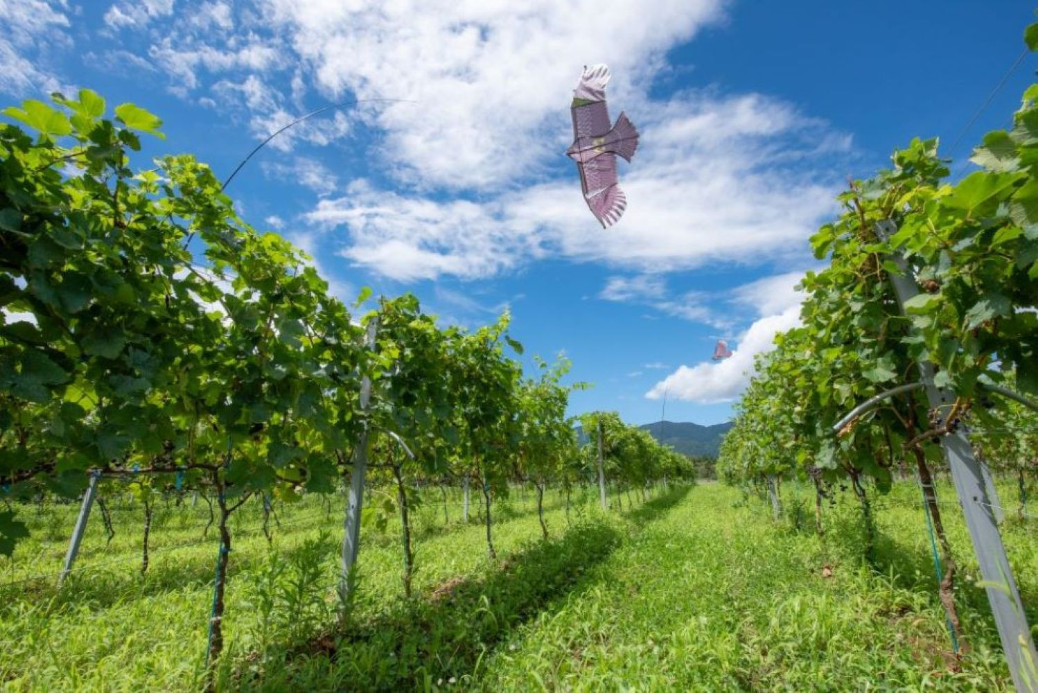 ãã¡ãŒãããŒãèµ€çœã¯ã€ã³ïŒæ¬ã»ãã 2022ãåè³ã¯ã€ã³ã