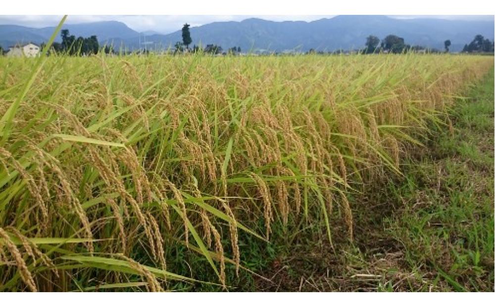 定期便・隔月６回  富山県産こしひかり 育（はぐくみ）玄米３０kg《南砺の逸品》