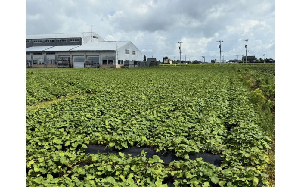 螳臥エ崎葛縲5kg縲蟇悟アア逵