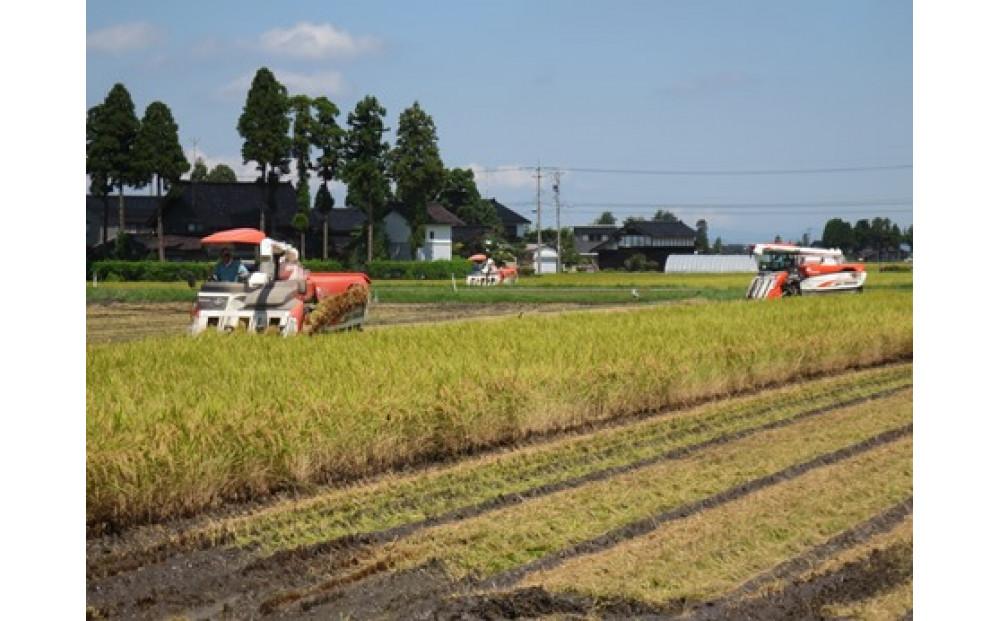 定期便・12回  富山県産こしひかり 　育（はぐくみ）  白米５kg×２袋《南砺の逸品》