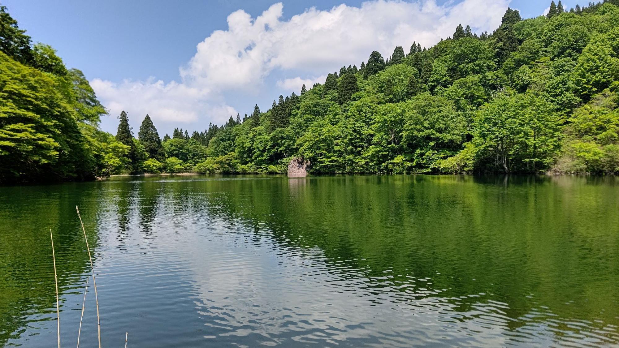 南砺の風便り　網戸張替シート【縄が池の水芭蕉】