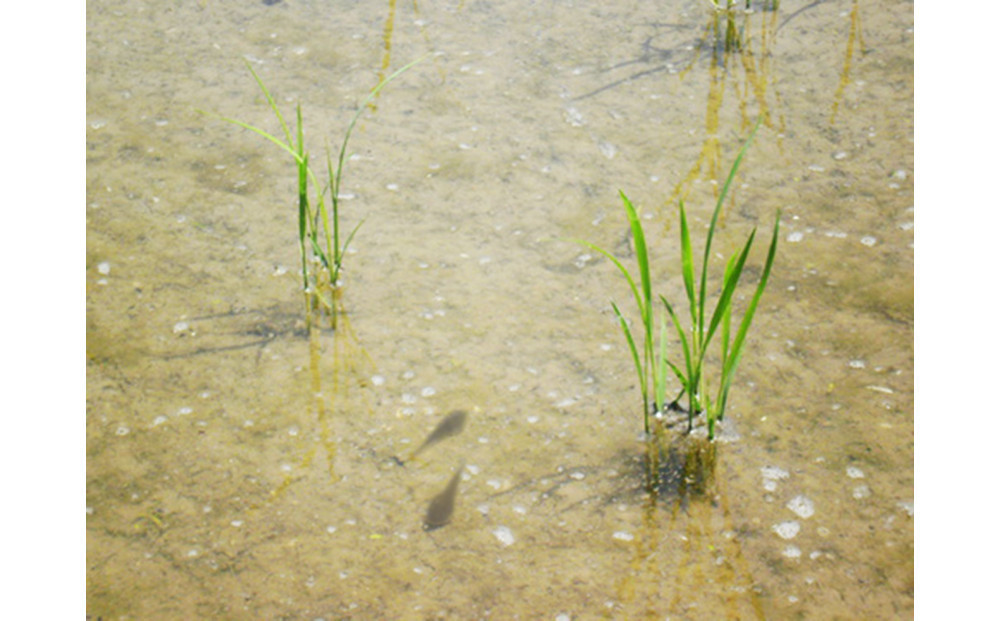 ã什å7幎ç£ãå¯å±±çç£ããã²ãã è²ãåŒè¶ããæšæ¶Cãçœç±³1kïœ Ã 2è¢ã»ãã ãååå
¥ããããåç ºã®éžåã