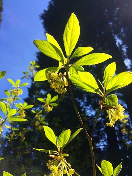 森の天然の香木で作った利賀のクロモジ茶セット（枝１節付き）《南砺の逸品》