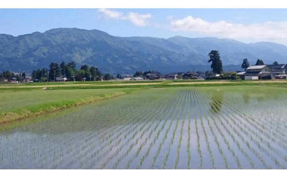 定期便・12回  富山県産こしひかり 　育（はぐくみ）  白米５kg×２袋《南砺の逸品》