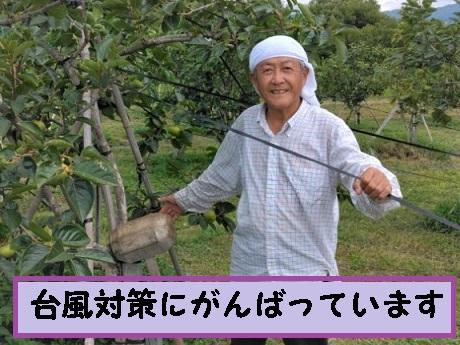 甘柿　太秋柿5L×7個入（2.53kg以上） 白箱入り【2024年10月20日以降発送】