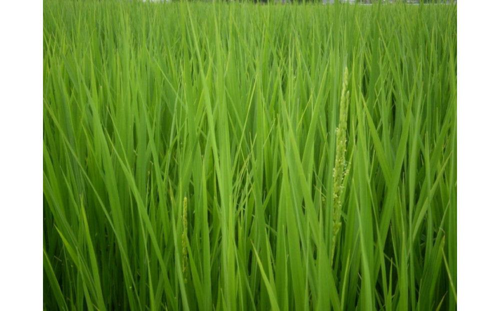 ã什å7幎ç£ãå¯å±±çç£ããã²ãã è²ãåŒè¶ããæšæ¶Bãçœç±³450ïœïŒ3åïŒÃ5è¢ã»ãã ãååå
¥ããããåç ºã®éžåã