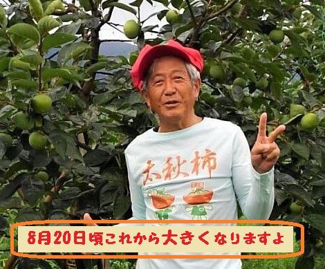 甘柿　太秋柿4L×8個入（2.45kg以上） 化粧大箱入り【2024年10月20日以降発送】