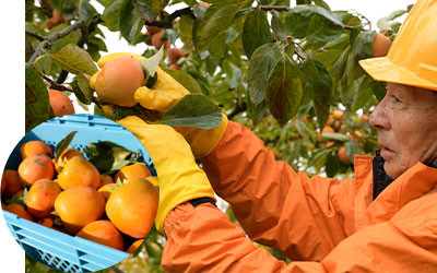 å¯å±±ãããœæ¿ 4L 6åå
¥ã ãåç ºã®éžåã