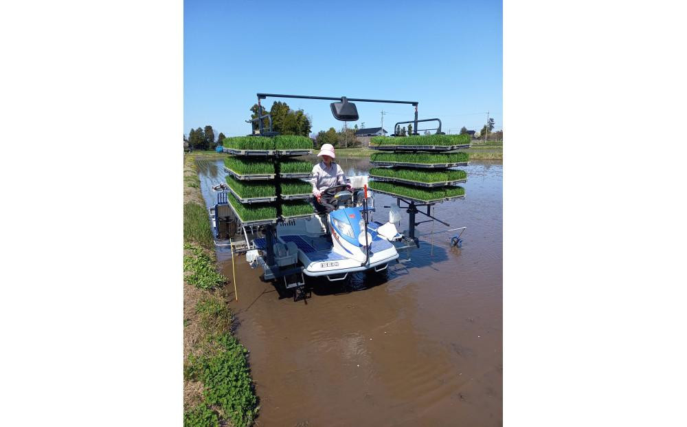 ã什å7幎ç£ãã¿ã©ããµããŒãã®ããã ããçç±³30kg