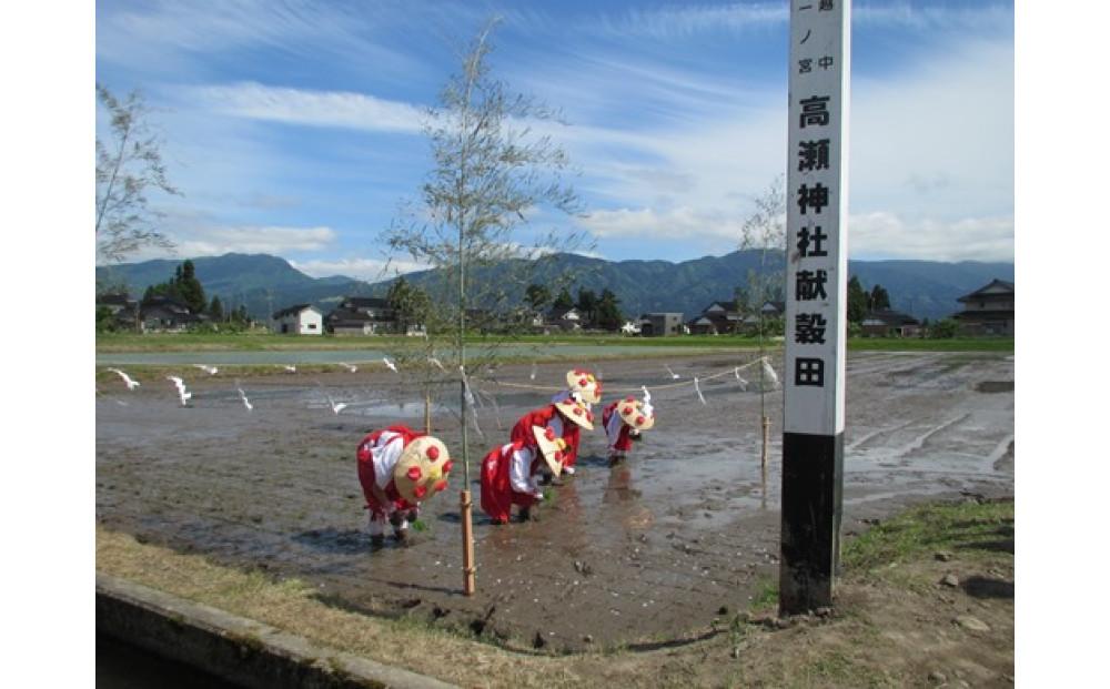 定期便・隔月６回  富山県産こしひかり 育（はぐくみ）玄米３０kg《南砺の逸品》