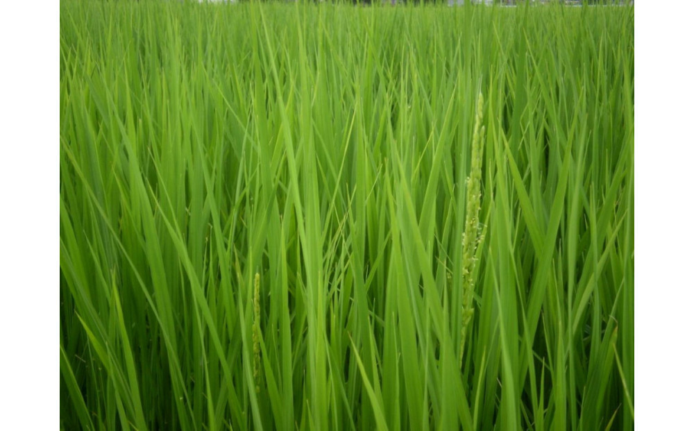 【令和7年産】富山県産こしひかり 育　引越しご挨拶D　白米1kｇ × 2袋セット　《南砺の逸品》