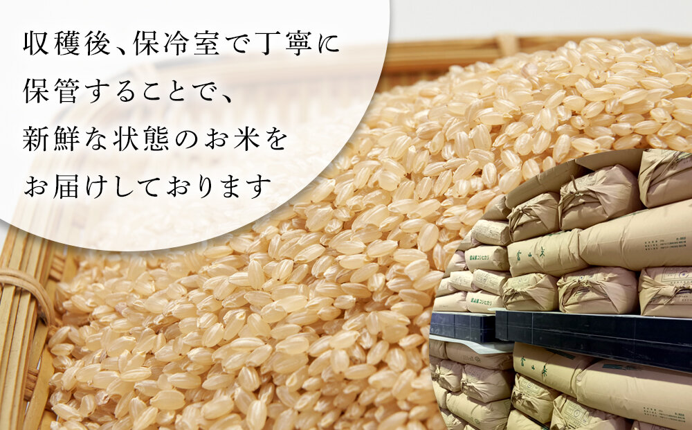縲蝉サ、蜥7蟷エ逕」縲代∩縺ゥ繧翫オ縺√シ繧縺ョ繧ウ繧キ繝偵き繝ェ 邇邀ウ 20kg