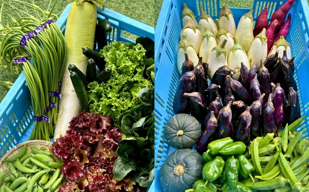【定期便6ヶ月】季節の野菜詰め合わせ Bセット 野菜食べ比べ 旬の野菜 野菜セット 定期便 | 石川県 小松市【Kacchan.Farm】
