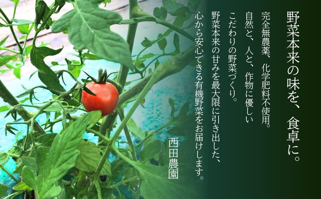 ãå
è¡äºçŽãææ©æ œå¹ããããã 1.2kg (200gÃ6ããã¯) ãªãŒã¬ãã㯠ããããã | ç³å·ç å°æŸåž 西ç°èŸ²å