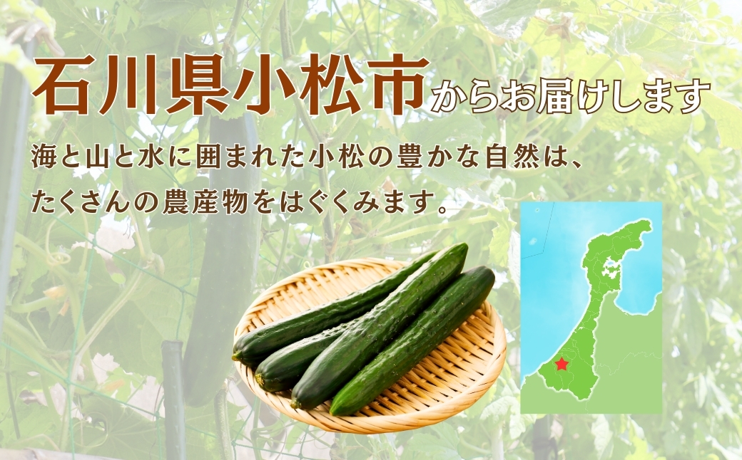 縲仙郁。御コ育エ縲 縺阪e縺繧 2.5kg (25譛ャ莉・荳) 縺阪e縺繧 驥手除 | 遏ウ蟾晉恁 蟆乗收蟶 JA縺ゅ$繧