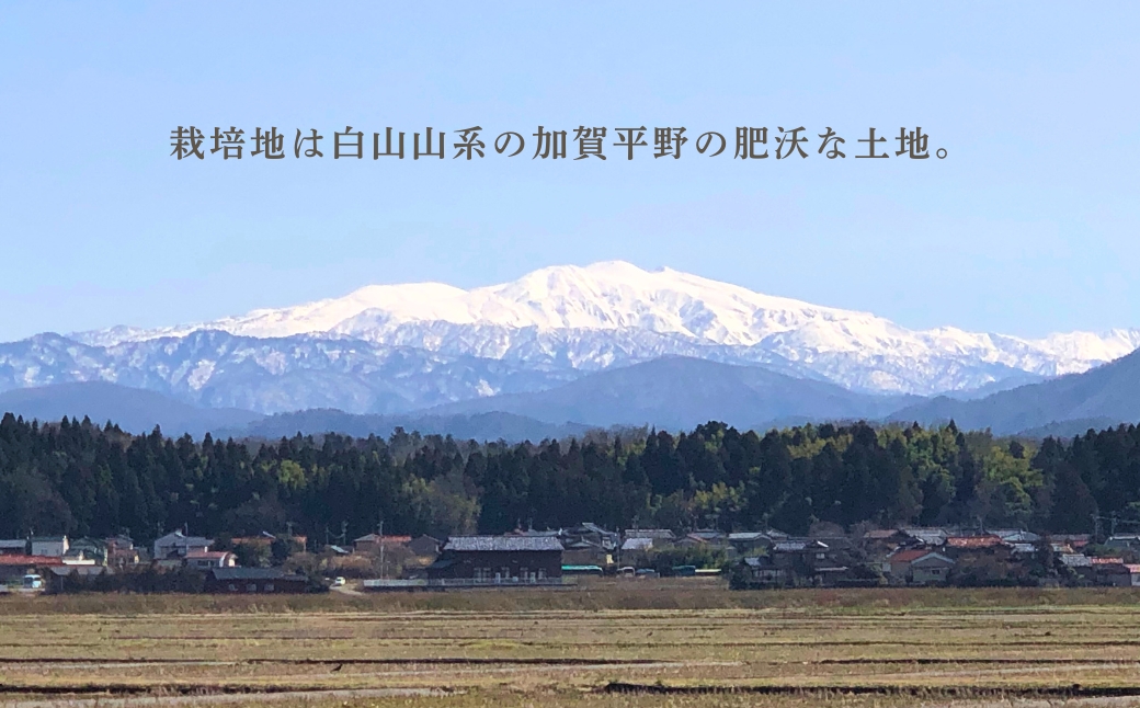 什å7å¹Žç£ ããã²ããã«ã«ã²ã³ç±³ 10kg(5kgÃ2) ãç±³ çœç±³ ã³ã·ãã«ãª | ç³å·ç å°æŸåžãåå£èŸ²åã