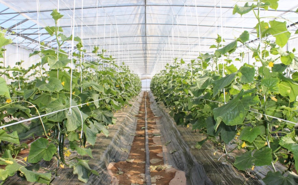 縲仙郁。御コ育エ縲 蝗帛キ昴″繧縺繧 5kg 譛ャ逕ー霎イ蝨 驥手除 繧ョ繝輔ヨ | 遏ウ蟾晉恁 蟆乗收蟶 譛ャ逕ー霎イ蝨