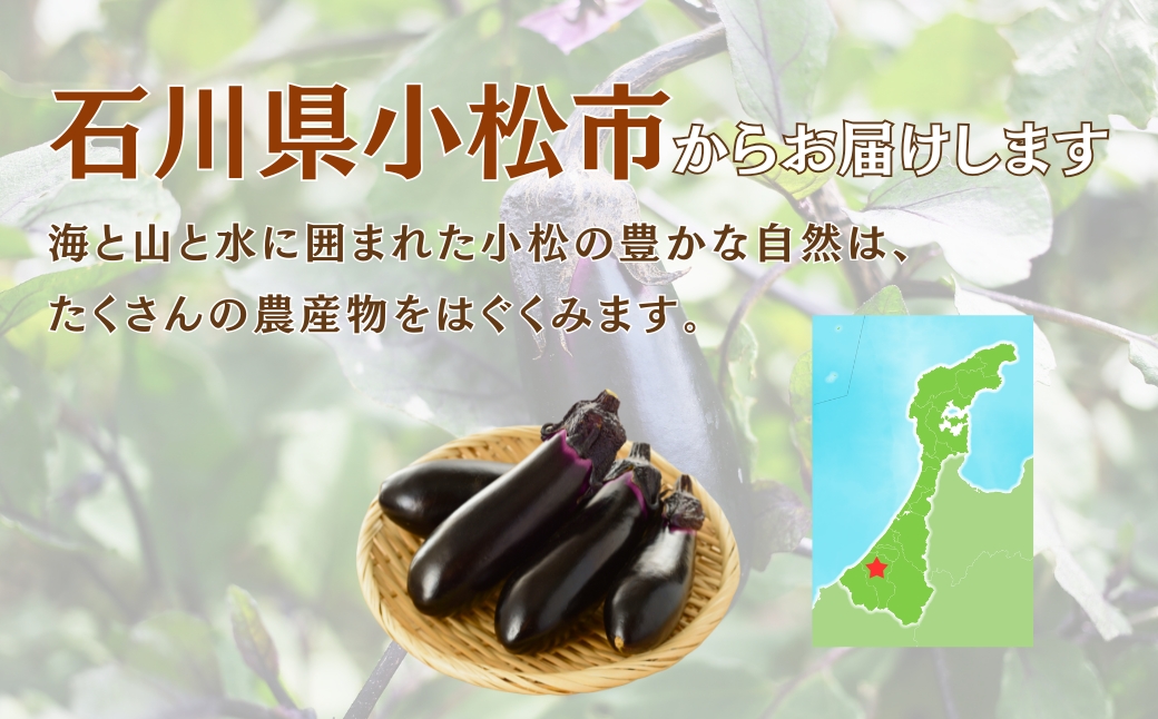 縲仙郁。御コ育エ縲 縺ェ縺 4kg (40蛟倶サ・荳) 縺ェ縺 繝翫せ 闌蟄 驥手除 | 遏ウ蟾晉恁 蟆乗收蟶 JA縺ゅ$繧