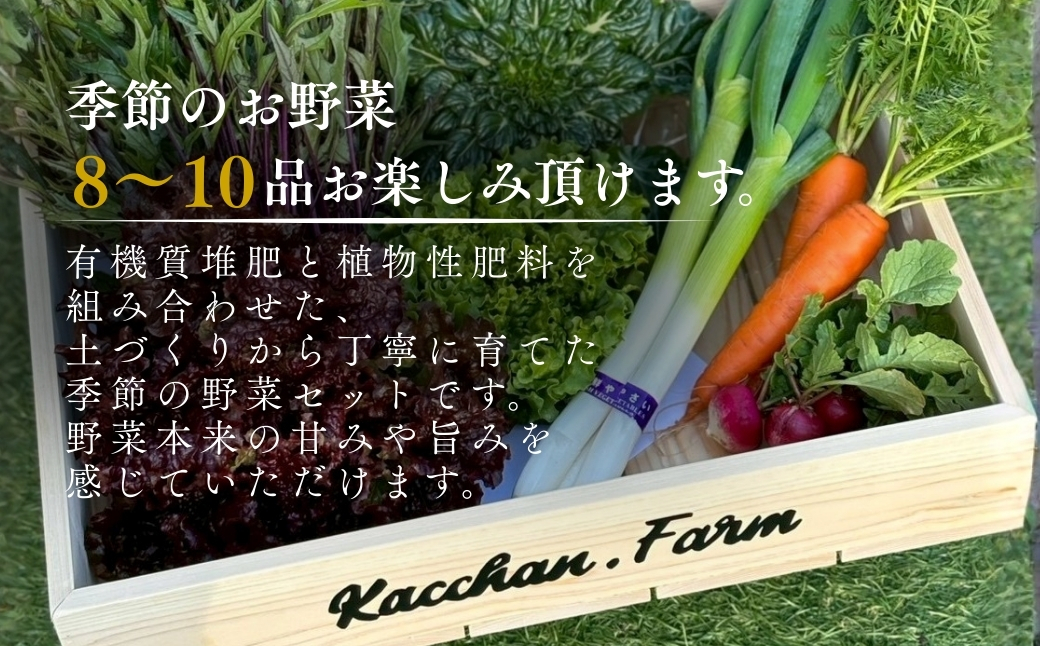 【定期便6ヶ月】季節の野菜詰め合わせ Bセット 野菜食べ比べ 旬の野菜 野菜セット 定期便 | 石川県 小松市【Kacchan.Farm】