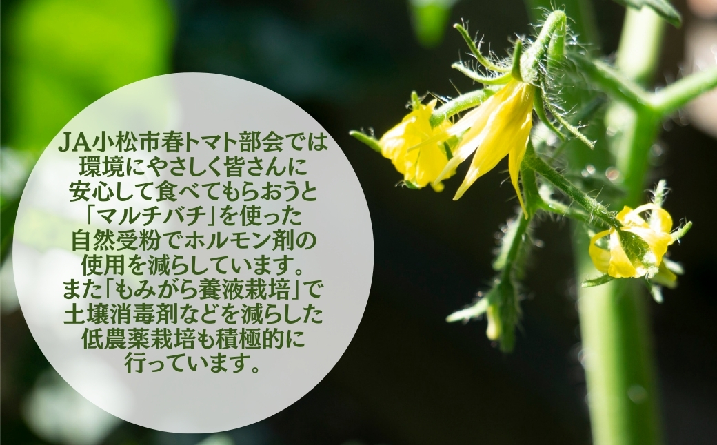 æ¥ããã çŽ8kgïŒ40çïœ48çïŒ å°æŸç£ éè æ¥ãšãŸãš | ç³å·ç å°æŸåžãJAãããã