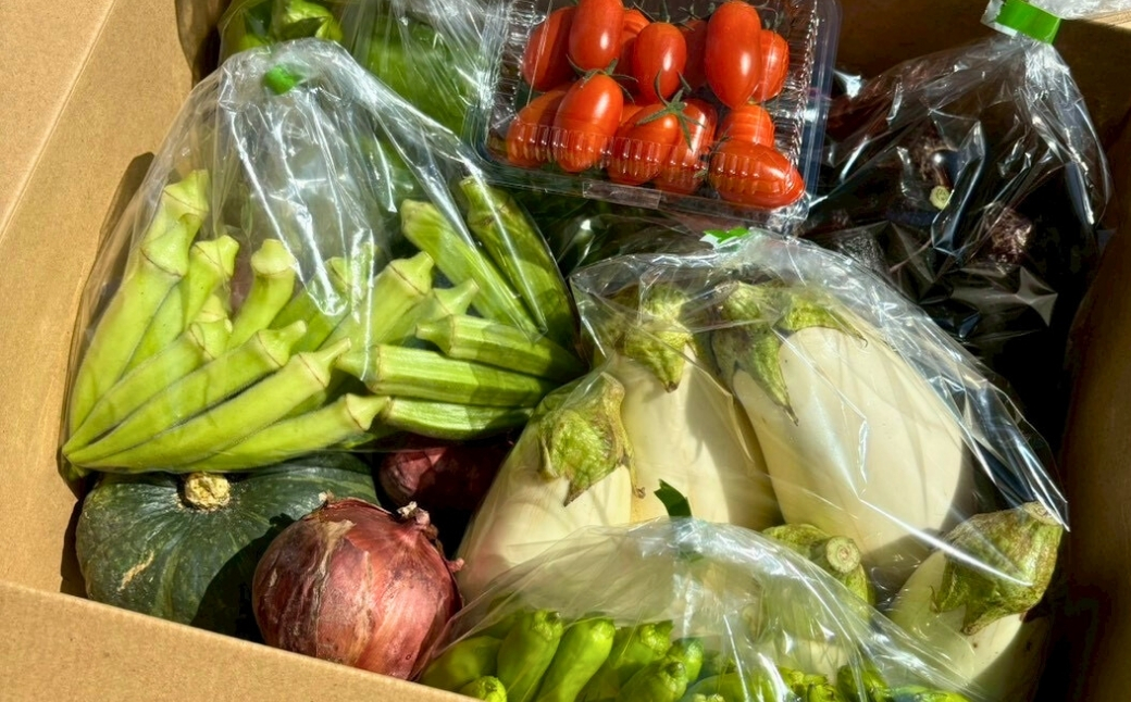 【定期便6ヶ月】季節の野菜詰め合わせ Bセット 野菜食べ比べ 旬の野菜 野菜セット 定期便 | 石川県 小松市【Kacchan.Farm】