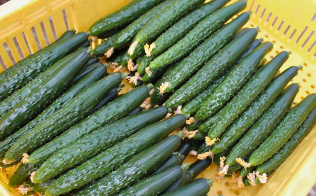 縲仙郁。御コ育エ縲 蝗帛キ昴″繧縺繧 1.5kg 譛ャ逕ー霎イ蝨 驥手除 繧ョ繝輔ヨ | 遏ウ蟾晉恁 蟆乗收蟶 譛ャ逕ー霎イ蝨